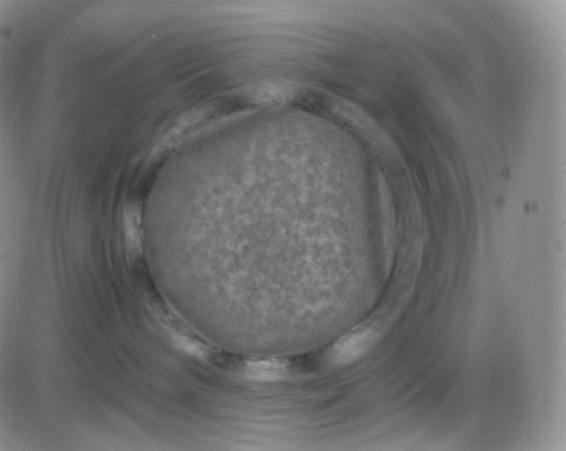 X0000083580240200702231703