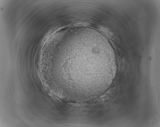 X0000083580241200702231702