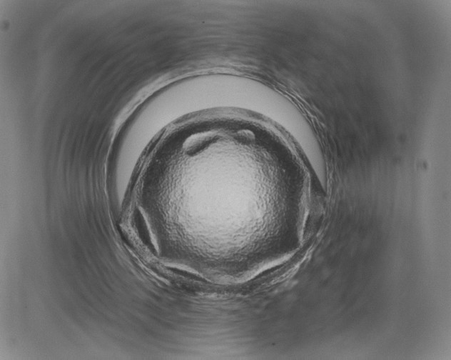 X0000083580244200702231702