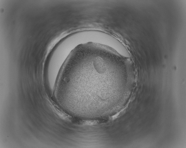 X0000083580248200702231702