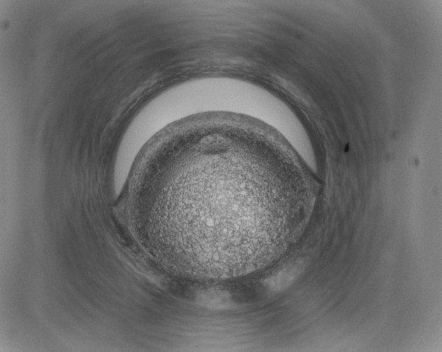 X0000083580258200702231702