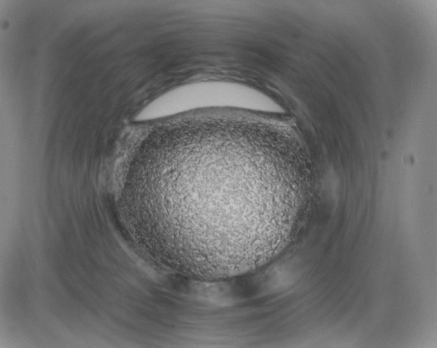 X0000083580277200702231703