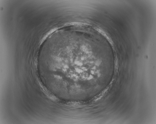 X0000083580297200702231702