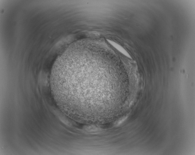 X0000083580331200702231701