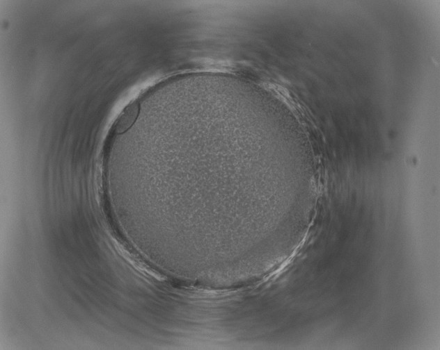 X0000083580342200702231701