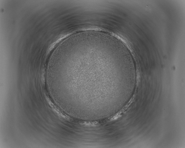 X0000083580345200702231701