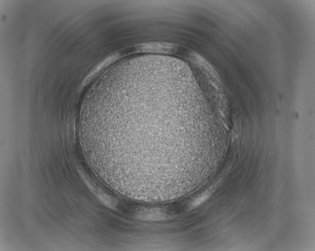 X0000083580349200702231701