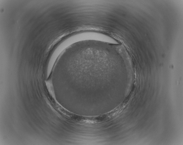 X0000083580352200702231701