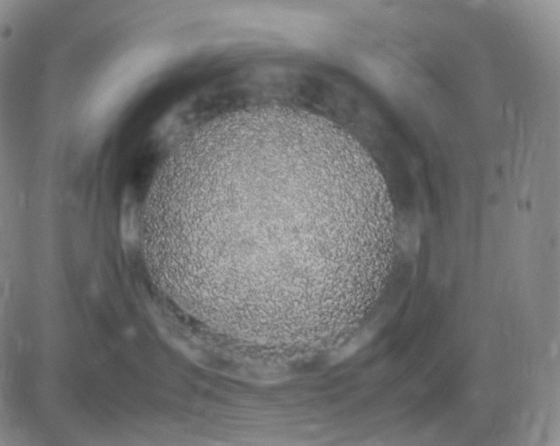 X0000083580431200702231700