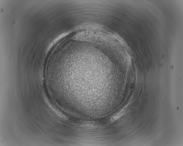 X0000083580438200702231659