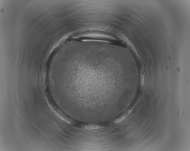 X0000083580444200702231659