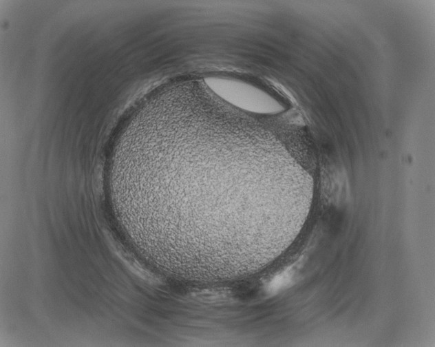 X0000083580447200702231659