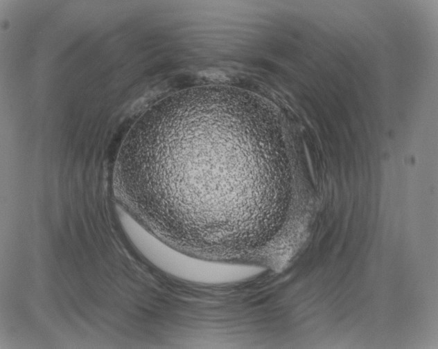 X0000083580466200702231700