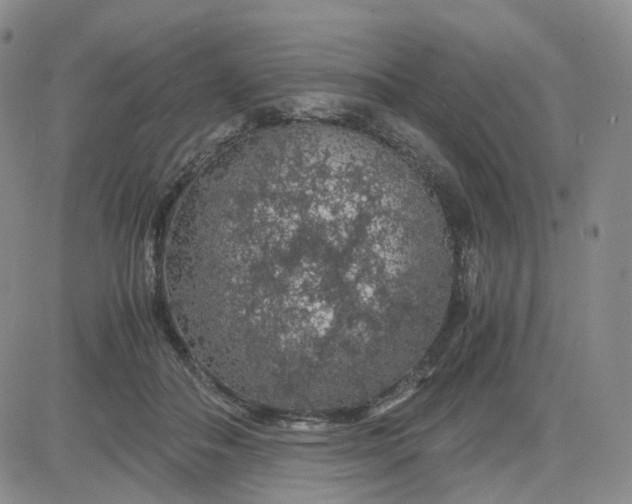 X0000083580506200702231659