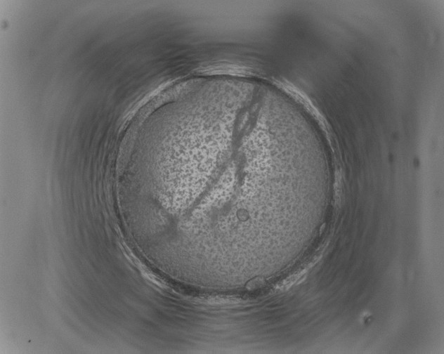 X0000083580529200702231657