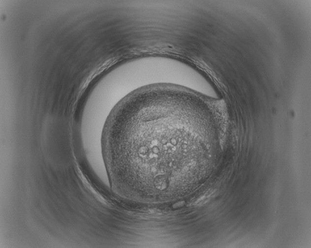 X0000083580634200702231656