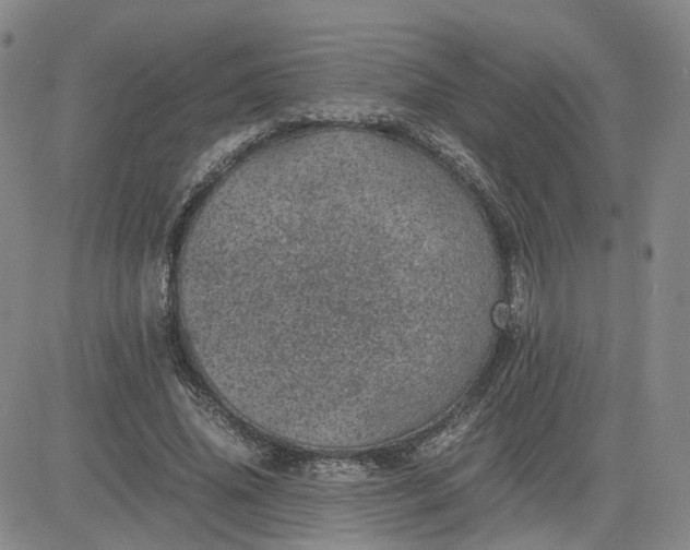 X0000083580636200702231656