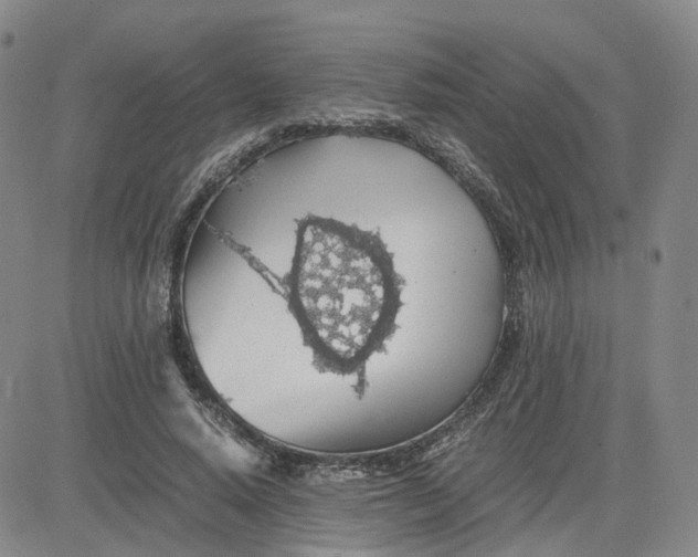 X0000083580640200702231656