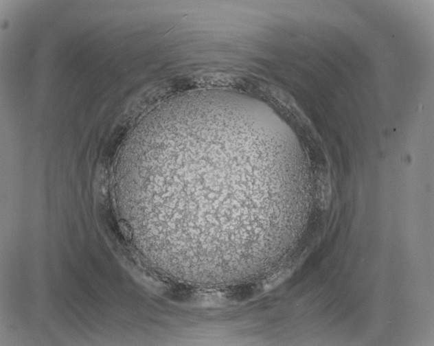 X0000083580701200702231655