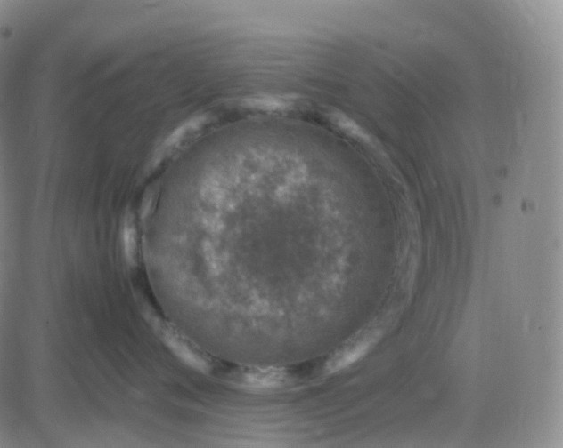 X0000083580720200702231655