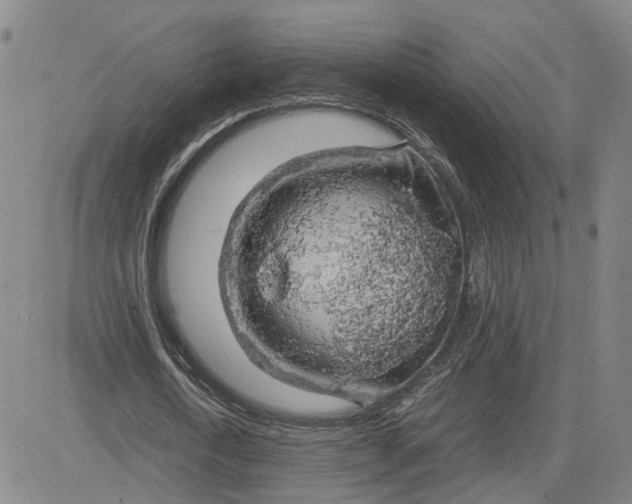 X0000083580722200702231654