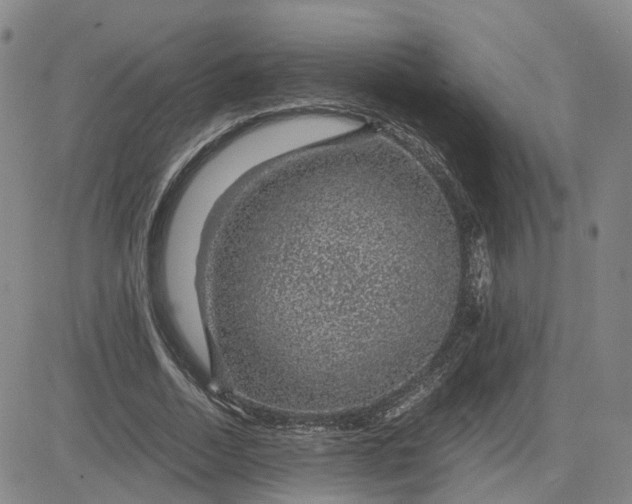 X0000083580730200702231654