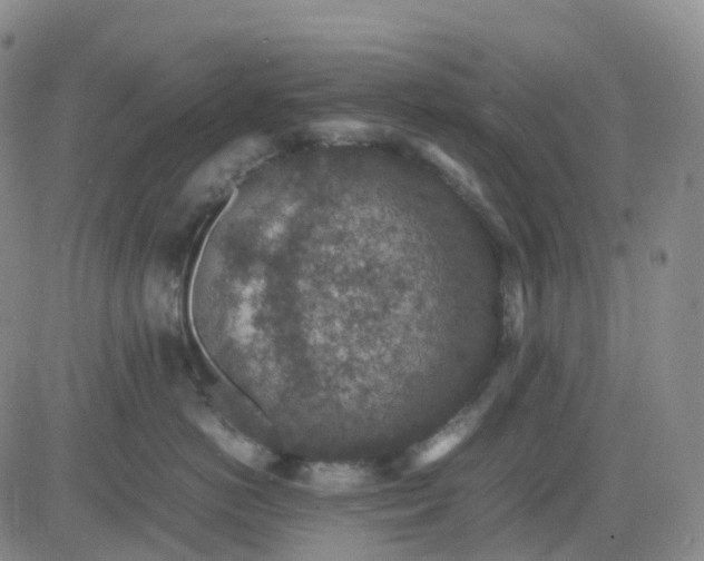 X0000083580766200702231655