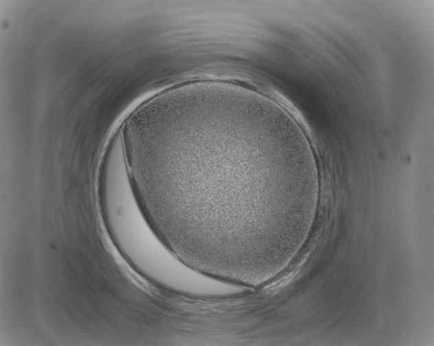 X0000083580803200702231654