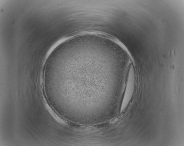 X0000083580811200702231653