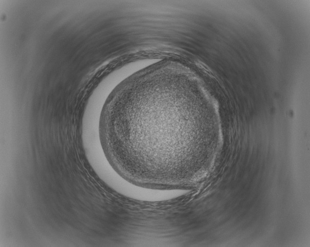 X0000083580822200702231653