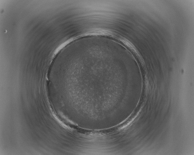 X0000083580842200702231653