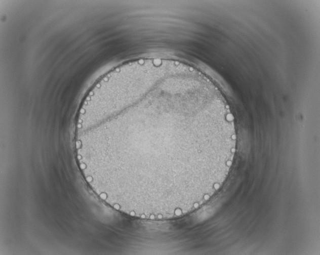 X0000083580856200702231653