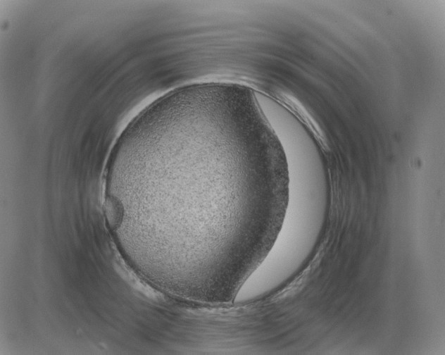 X0000083580900200702231652