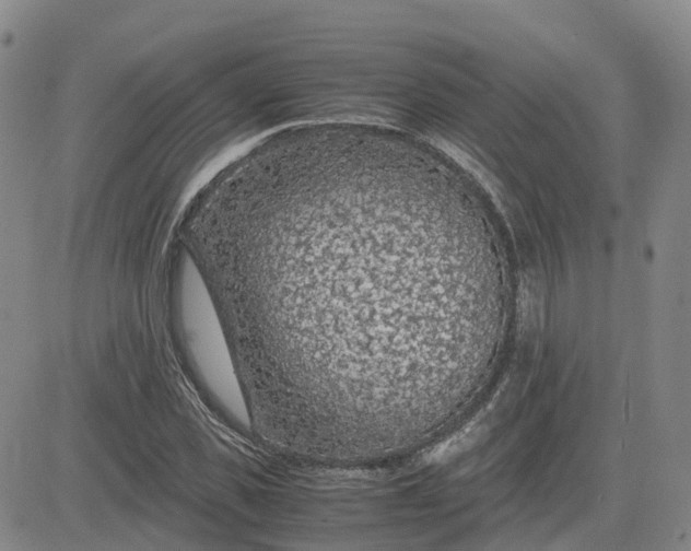 X0000083580925200702231651