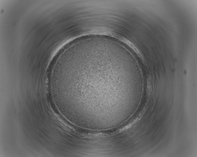 X0000083580926200702231651