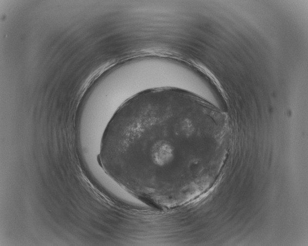 X0000083580930200702231651