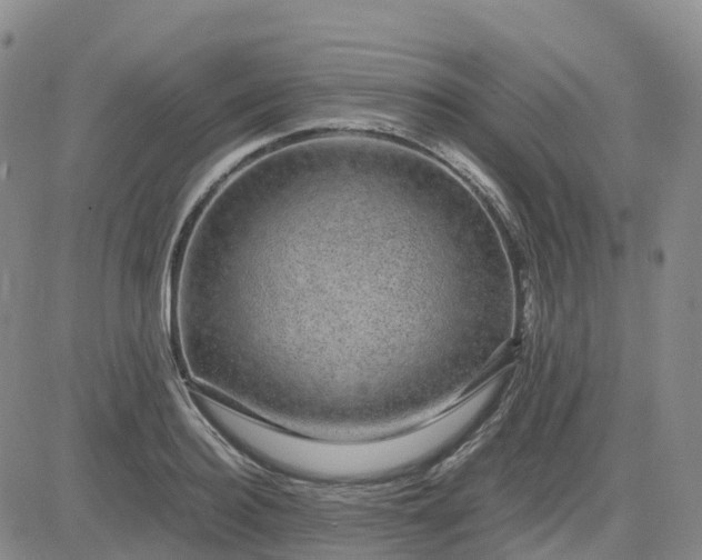 X0000083580940200702231651