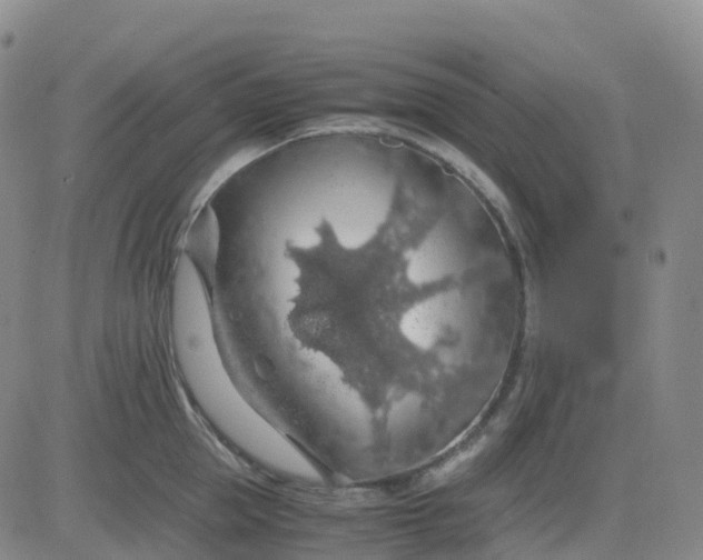 X0000083580953200702231652