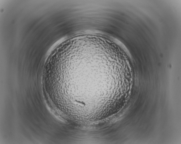 X0000083580954200702231652