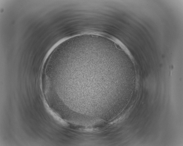 X0000083580955200702231652