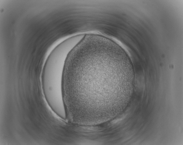 X0000083580959200702231652