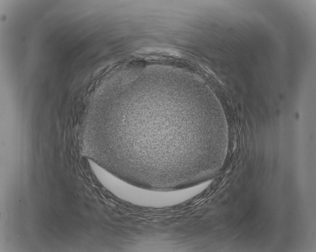 X0000083580965200702231651