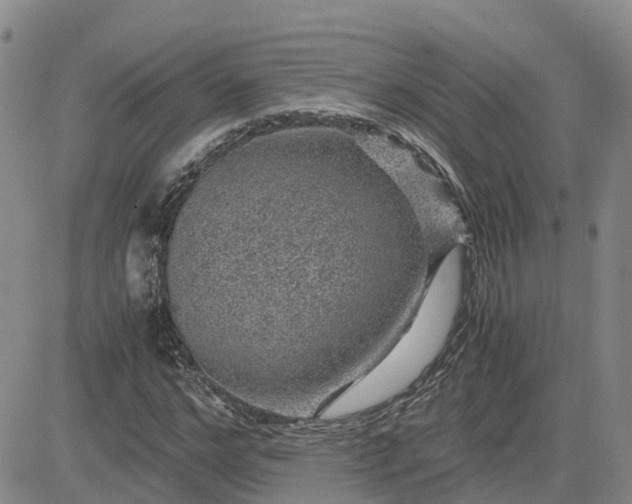 X0000083580968200702231651