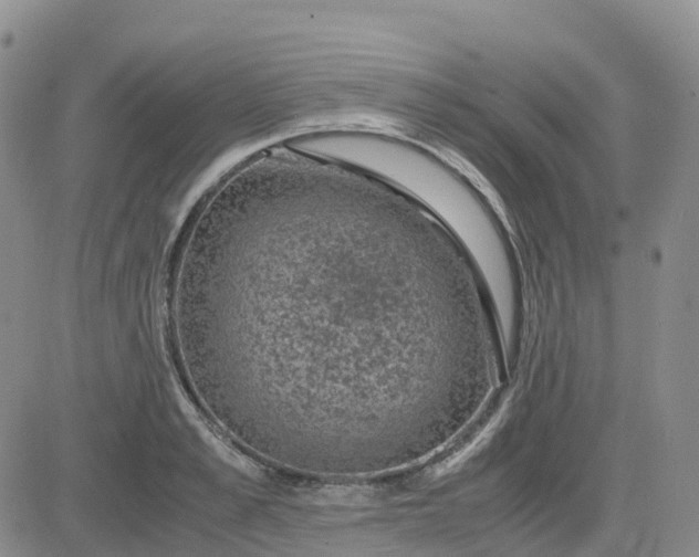 X0000083580989200702231651