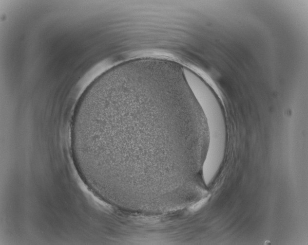 X0000083580999200702231650