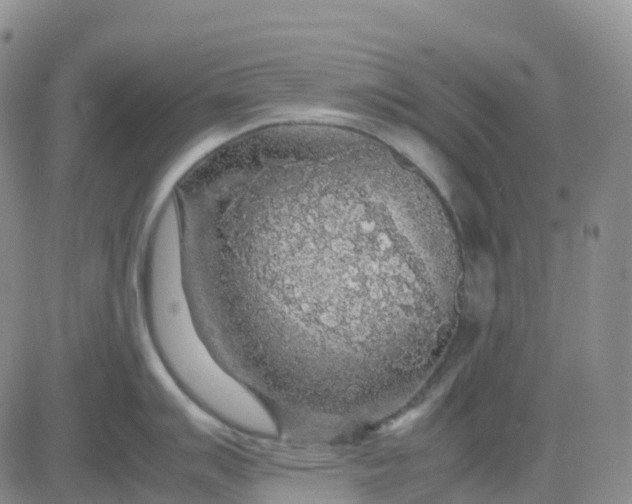 X0000083581007200702231650