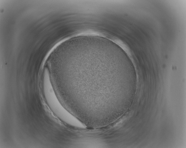 X0000083581008200702231650