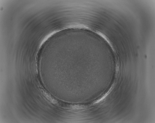 X0000083581022200702231650