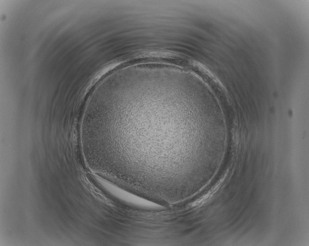 X0000083581025200702231650