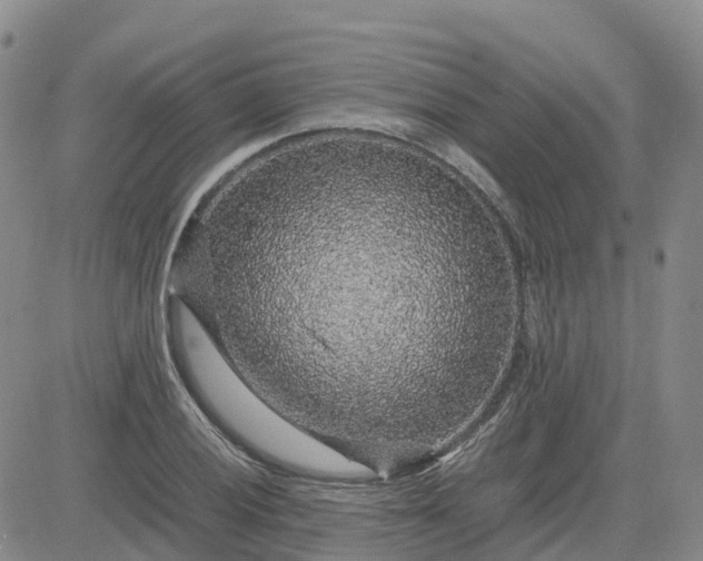 X0000083581028200702231650